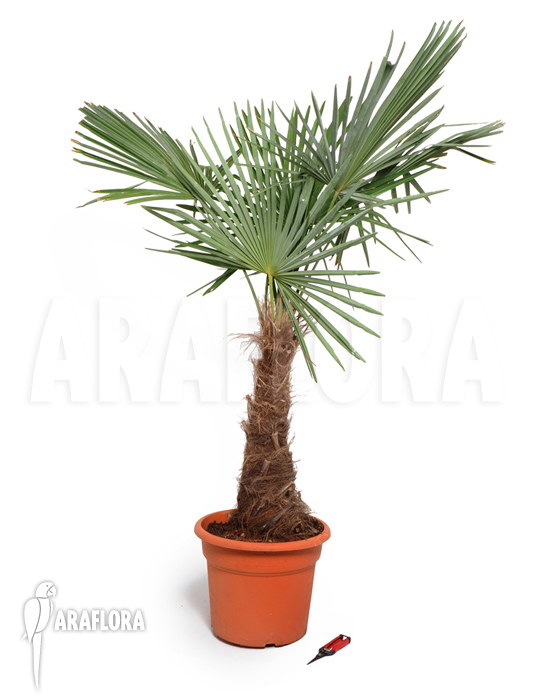 Trachycarpus wagnerianus