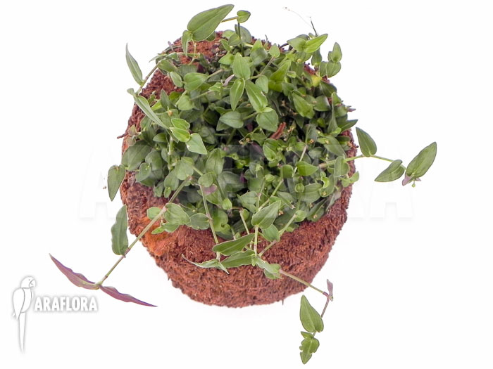 Tradescantia multiflora ‚Tahitian bridal veil‘