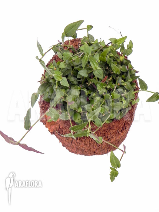 Tradescantia multiflora ‚Tahitian bridal veil‘