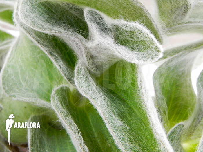 Tradescantia sillamontana