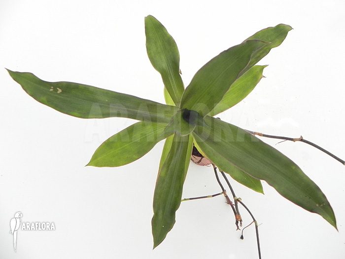 Tradescantia spathacea