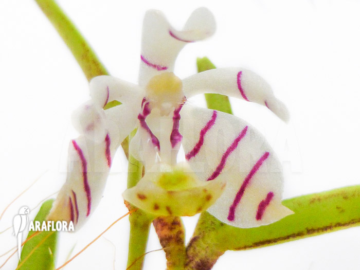 Trichoglottis pusilla