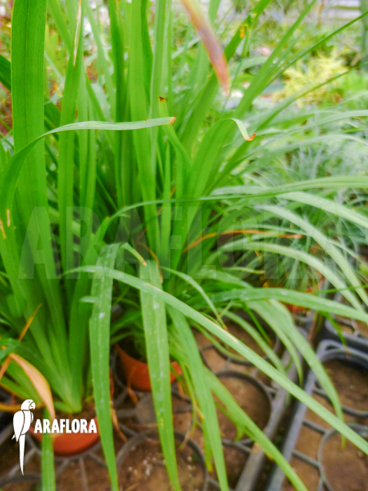Trimezia galaxioides Brazil