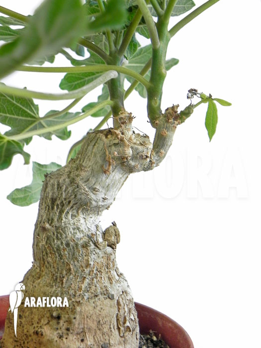 Uncarina grandidieri