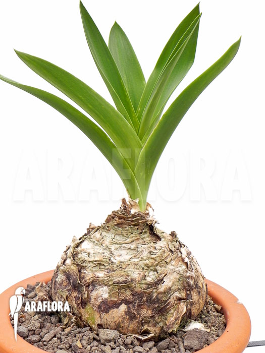 Urginea altissima ‚L‘