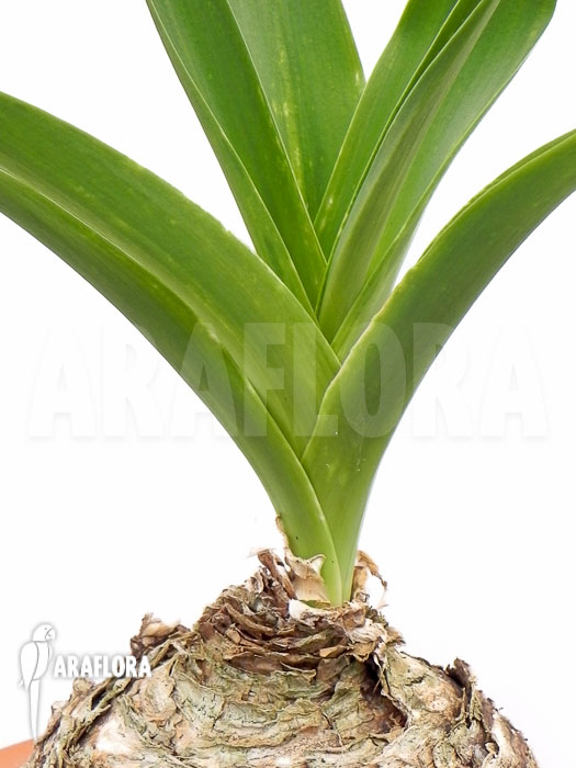 Urginea altissima ‚L‘