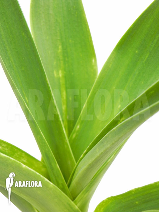 Urginea altissima ‚L‘