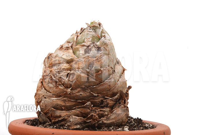 Urginea altissima ‚XL‘