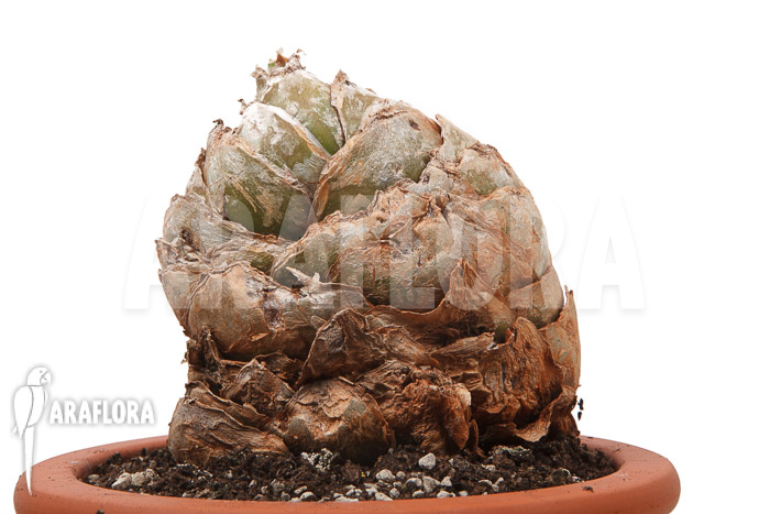 Urginea altissima ‚XL‘