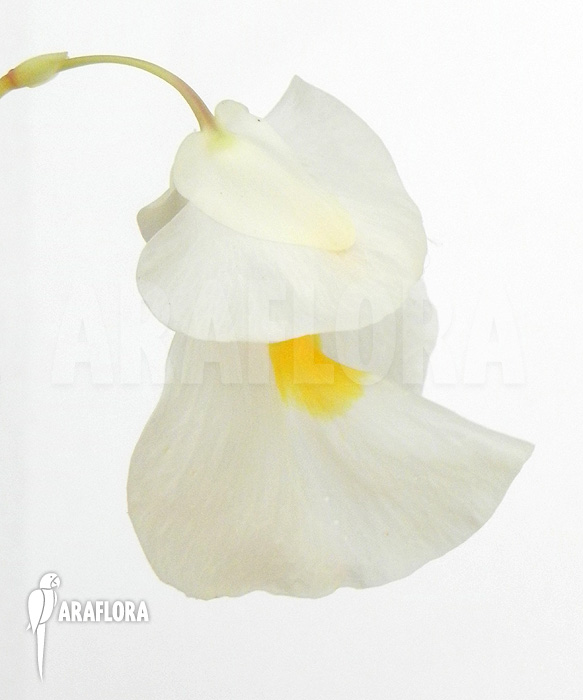 Utricularia alpina ‚Flower‘