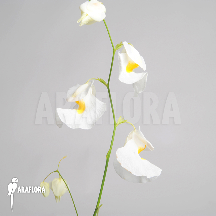 Utricularia alpina ‚Henry piettier Giant‘