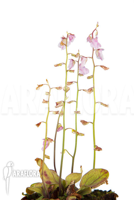 Utricularia calycifida ‚Gran Sabana‘