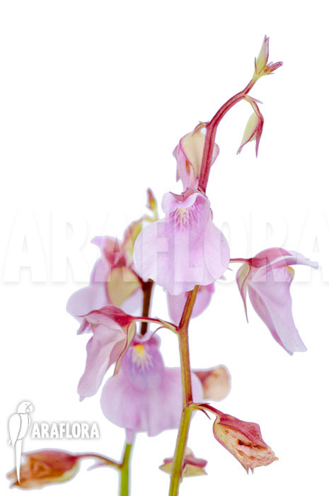 Utricularia calycifida ‚Gran Sabana‘