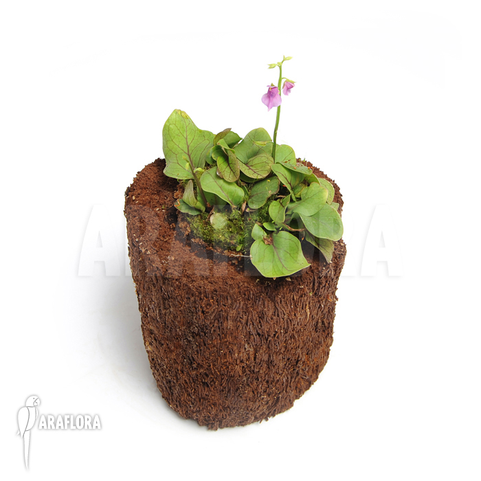 Utricularia calycifida ‚Gran Sabana‘