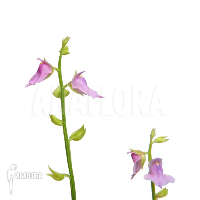 Utricularia calycifida ‚Gran Sabana‘