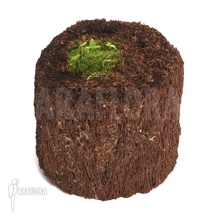 Utricularia campbelliana