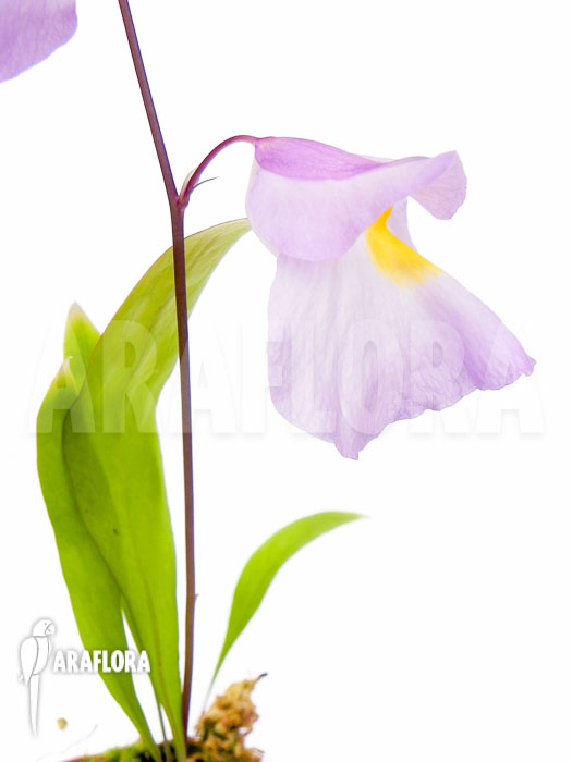 Utricularia endresii