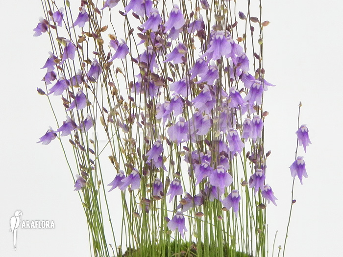 Utricularia minutissima