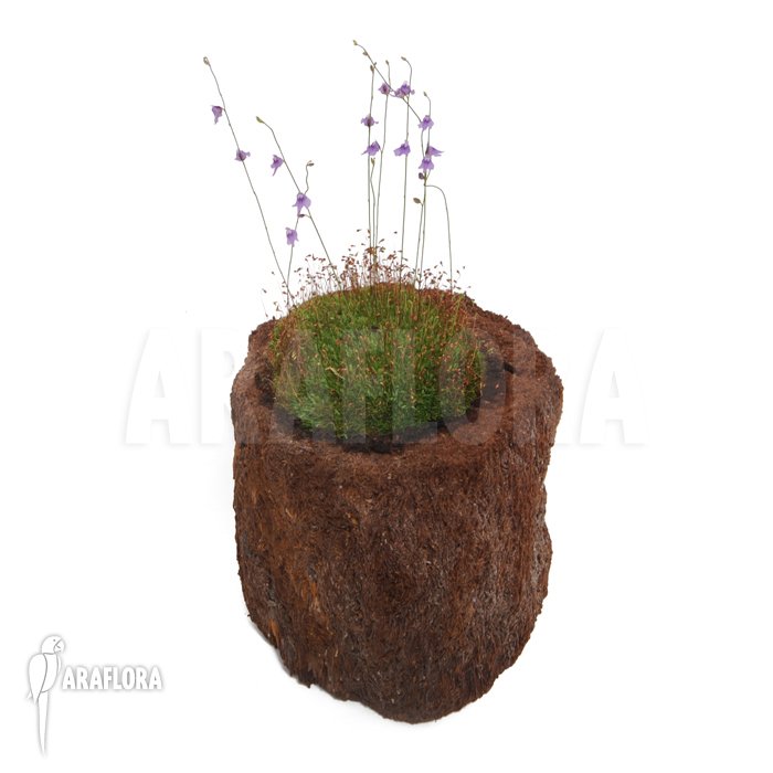 Utricularia minutissima ‚Gunung Tahan‘