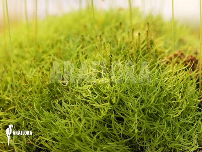 Utricularia parthenopipes