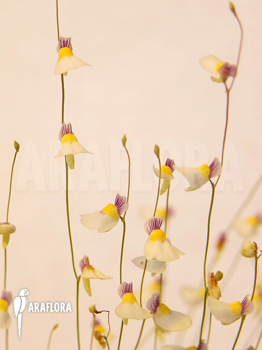Utricularia parthenopipes