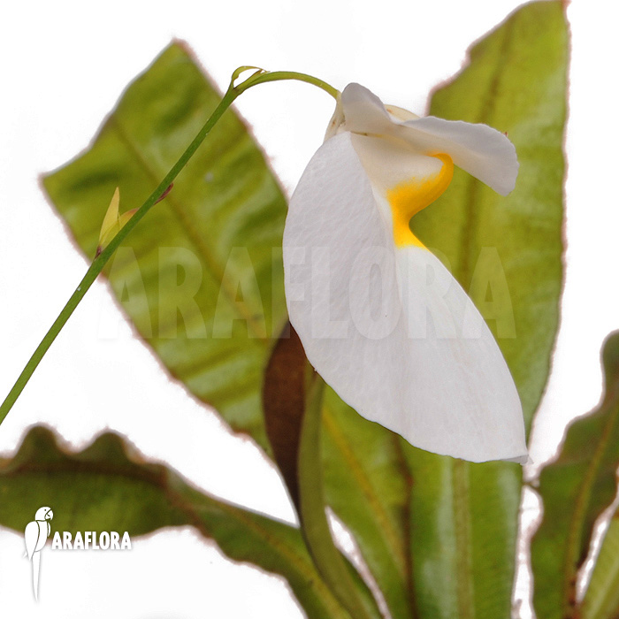 Utricularia praetermissa