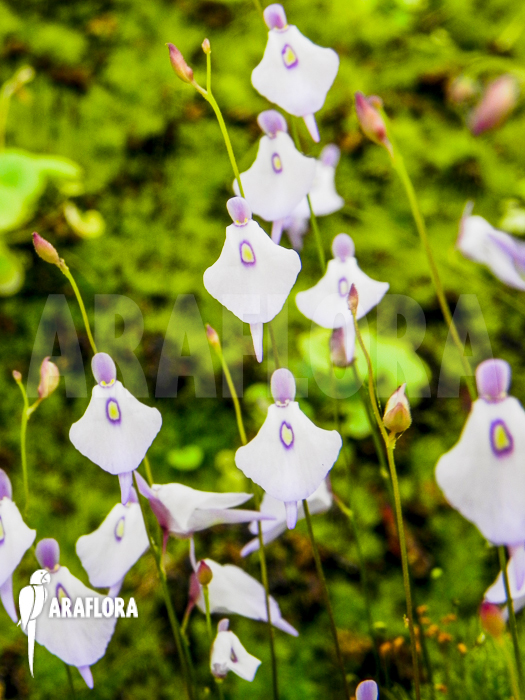 Utricularia pubescens ‚Serra Araca‘