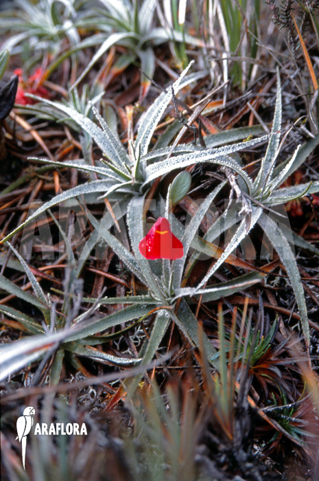 Utricularia quelchii