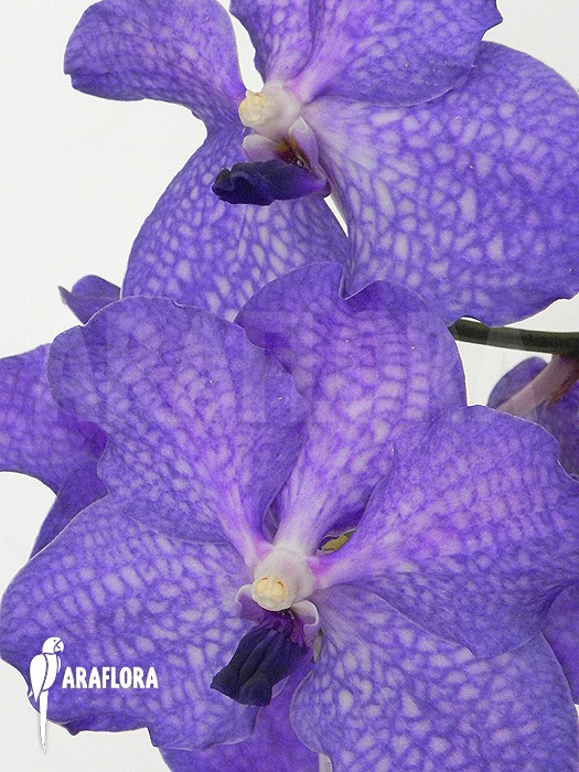 Vanda x ‚Blue Magic‘