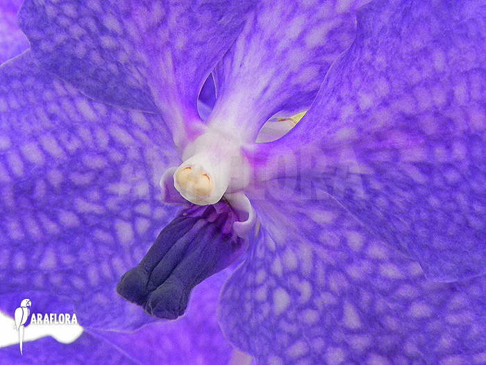 Vanda x ‚Blue Magic‘