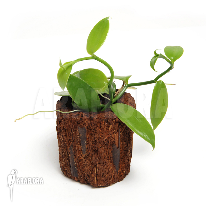 Vanilla planifolia ‚Vanilla orchid‘