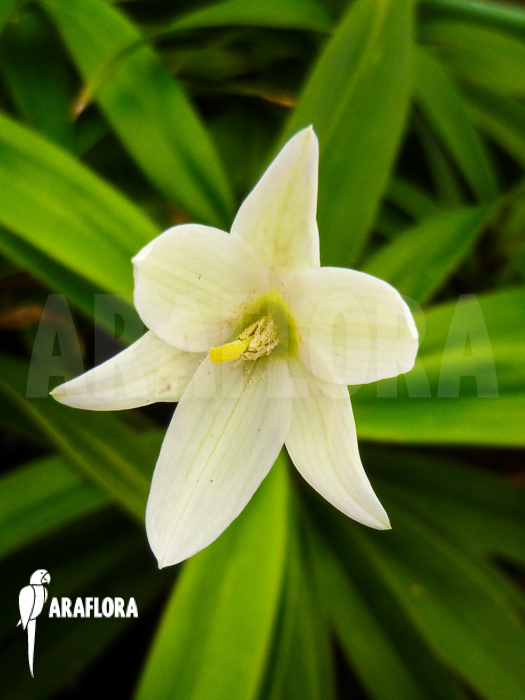 Vellozia species Brazil ‚White‘