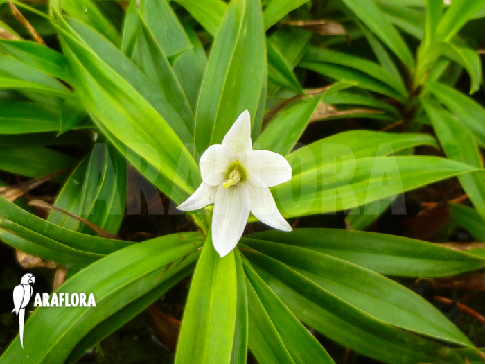 Vellozia-species-Brazil-White-6