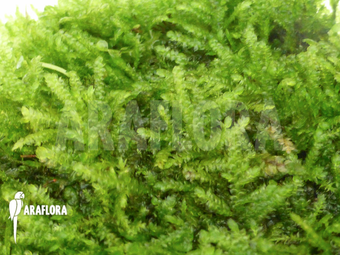 Java Mos Vesicularia dubyana shell