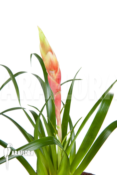 Vriesea ‚Astrid‘