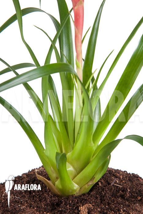 Vriesea ‚Astrid‘