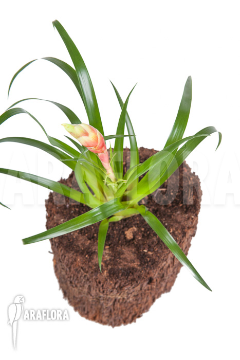 Vriesea ‚Astrid‘