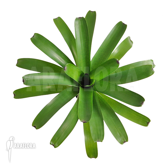 Vriesea bituminosa  ‚L‘