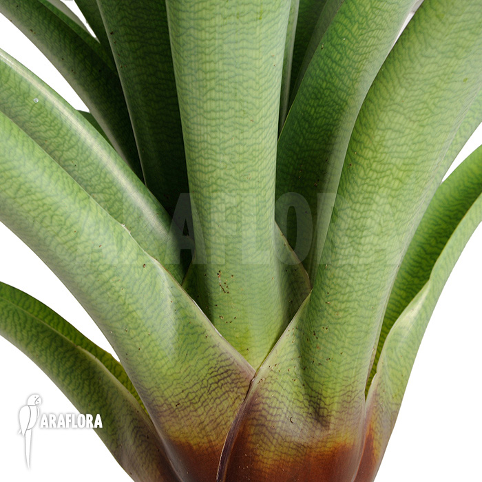 Vriesea bituminosa  ‚L‘