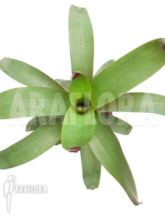 Vriesea bituminosa  ‚M‘