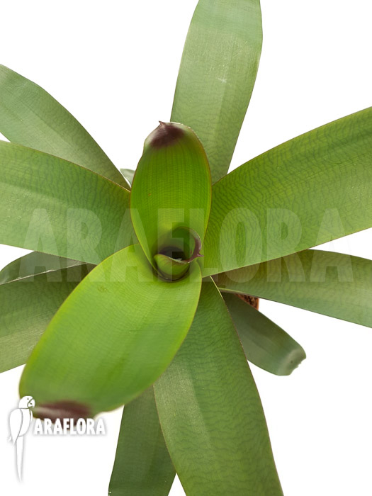 Vriesea bituminosa  ‚M‘