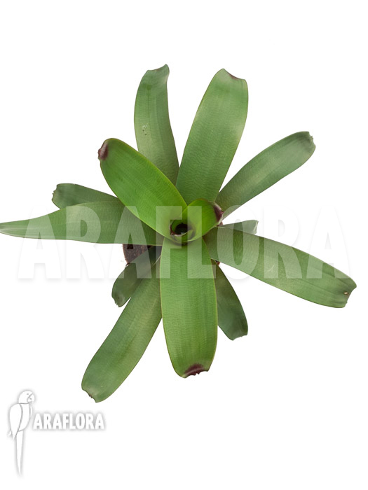 Vriesea bituminosa  ‚M‘