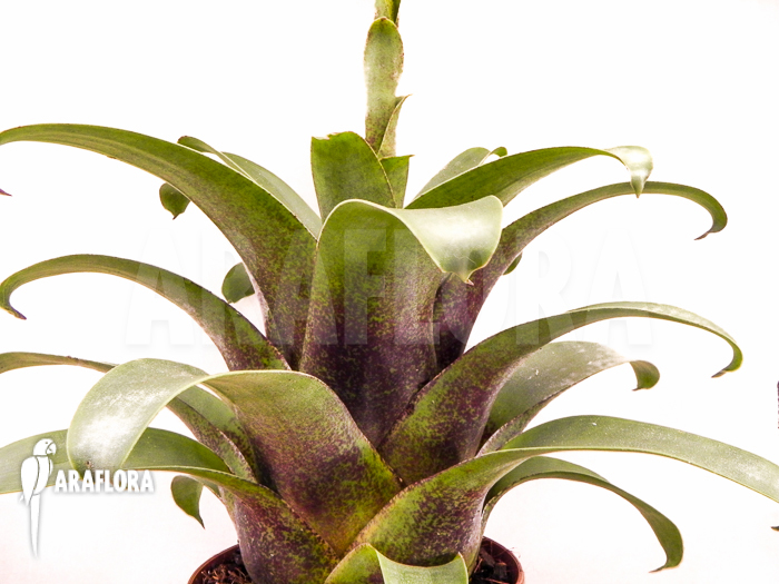 Vriesea botafogensis