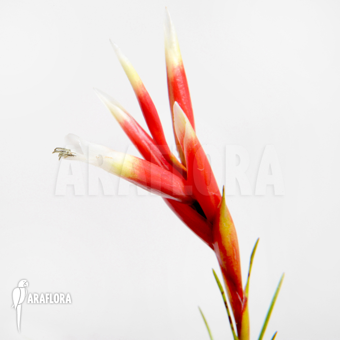 Vriesea correia-araujoi