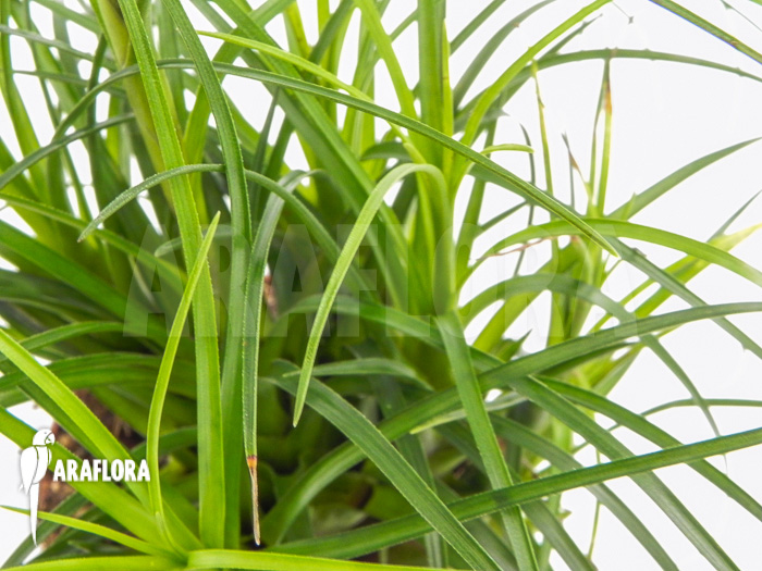 Vriesea correia araujoi