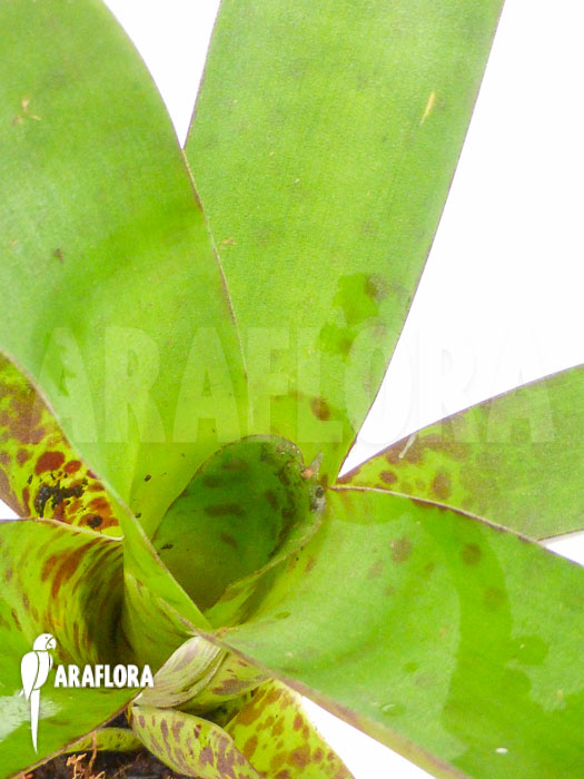 Vriesea fenestralis ‚Starter‘