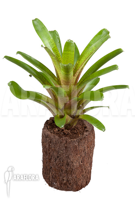 Vriesea fosteriana b