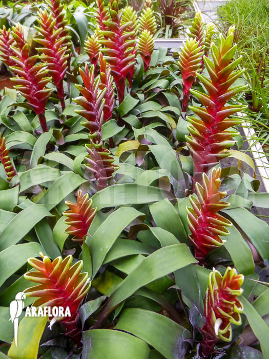 Vriesea-heliconioides-3