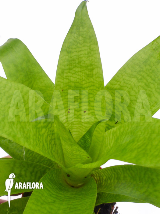 Vriesea ospinae Starter