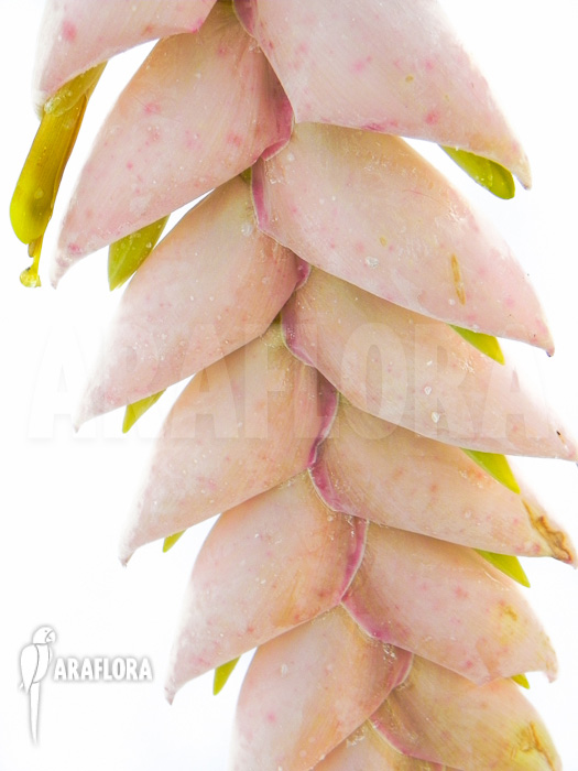 Vriesea pardalina ‚Lacy‘